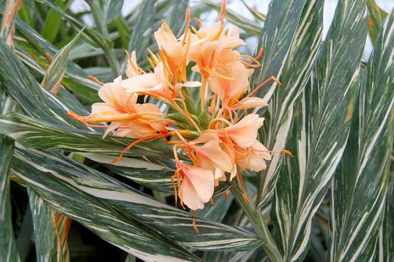 Hedychium Tahitian Flame Variegated Ginger Lily