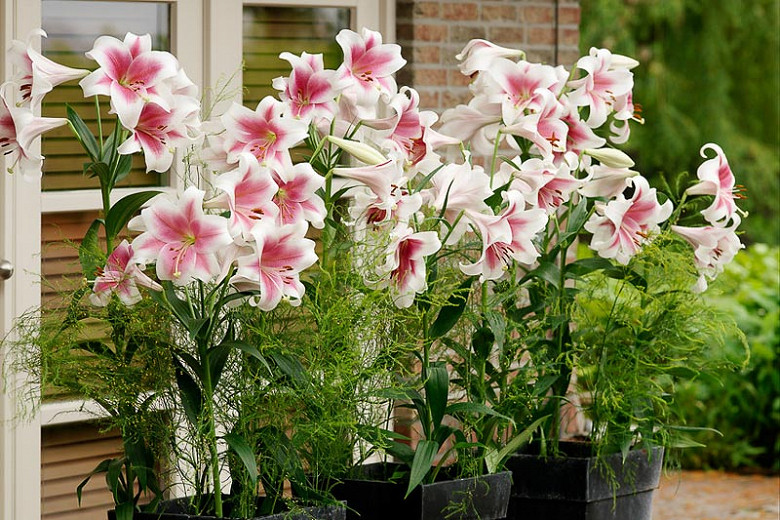 Lilium Triumphator (Longiflorum Oriental Hybrid Lily)