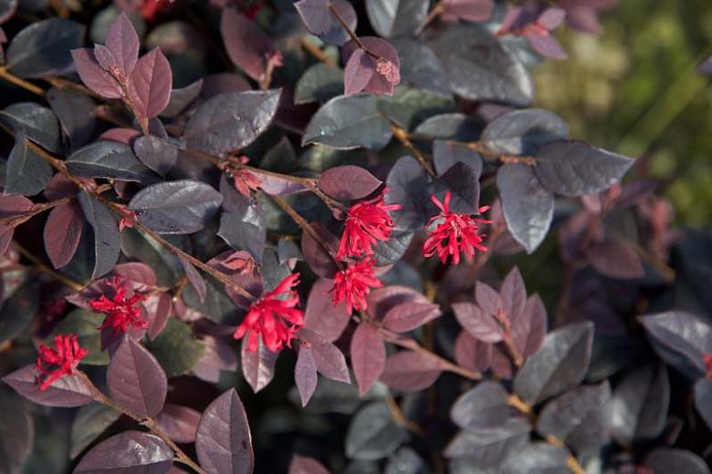 Loropetalum Chinense Red Diamond Chinese Fringe Flower