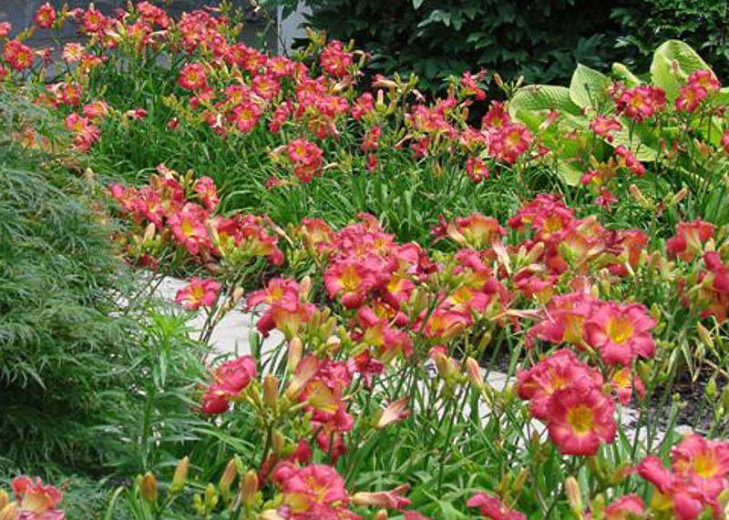 Image of Daylily (Hemerocallis) cardinal flower companion plant