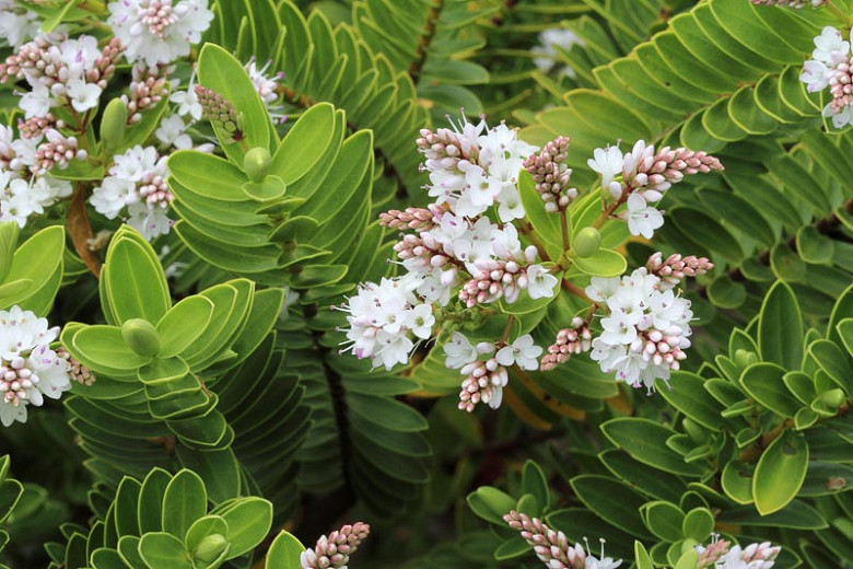 Image of Hebe vernicosa flowers