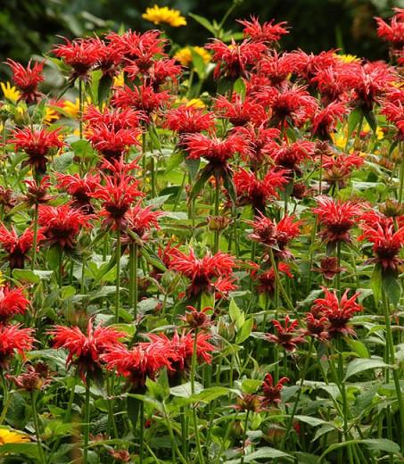 Bergamot Flower Red