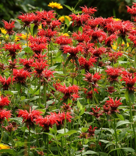 Monarda 'Jacob Cline' (Bee Balm)