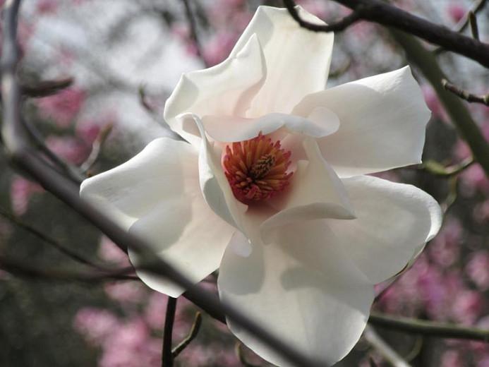 TÌNH YÊU CÂY CỎ  - Page 64 Magnolia%20salicifolia2