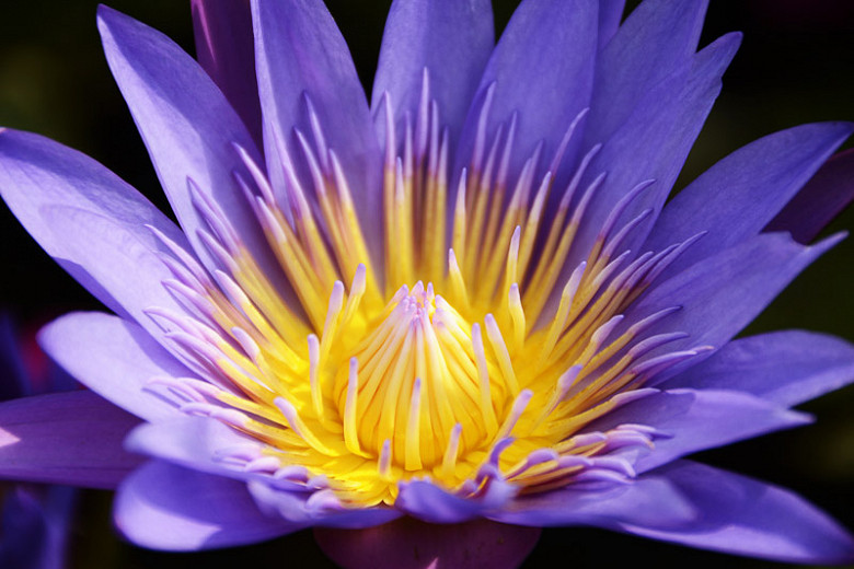 Nymphaea Midnight Tropical Water