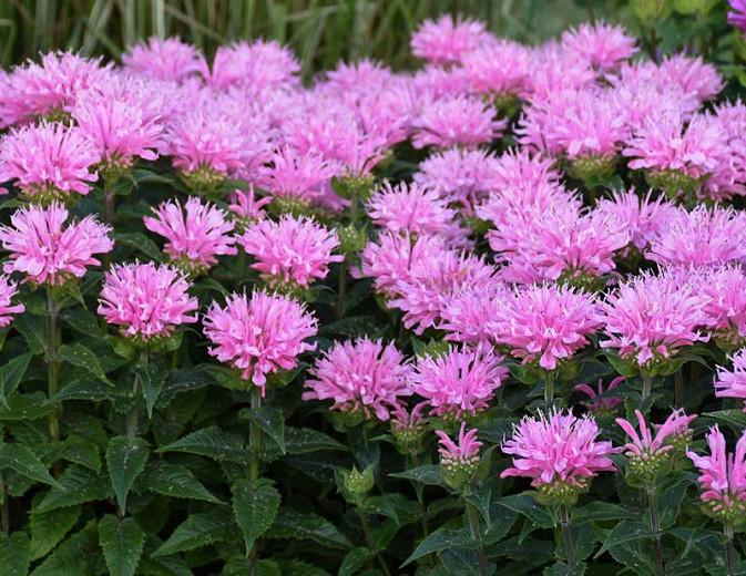 Monarda 'Pink Frosting' (Bee Balm)