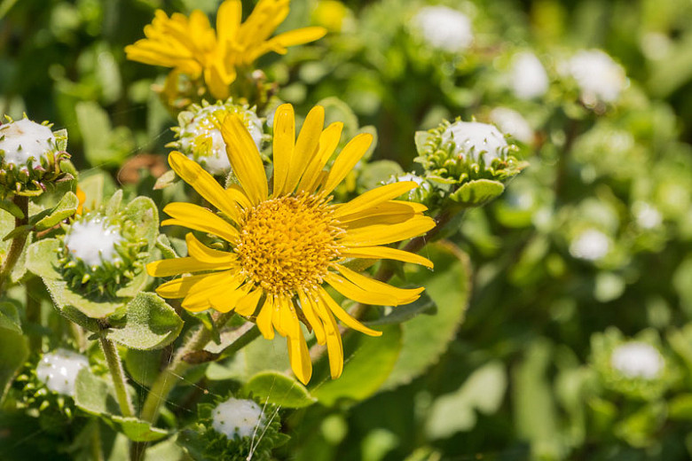 Grindelia camporum (Great Valley Gumweed)