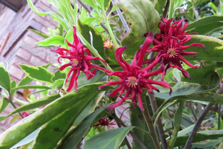 Illicium floridanum 'Pink Frost' (Florida Anise)