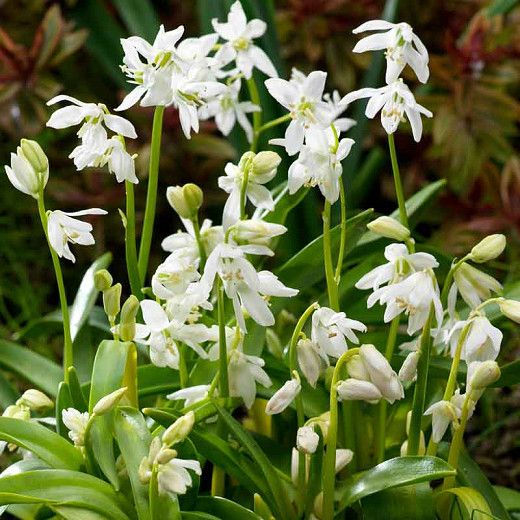 Image of Scilla white flower