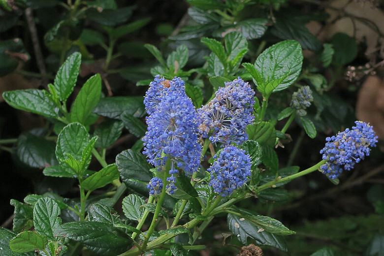 Image of Silver sage and Ceanothus plants