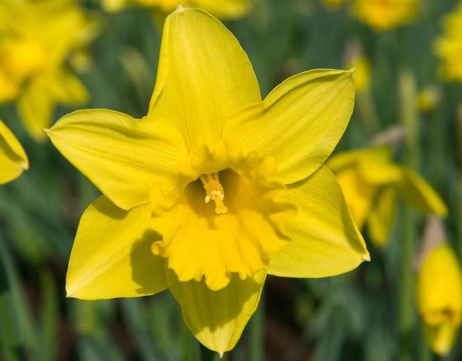 Narcissus Rijnveld S Early Sensation Trumpet Daffodil