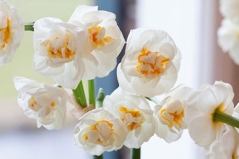 Narcissus Bridal Crown Double Daffodil