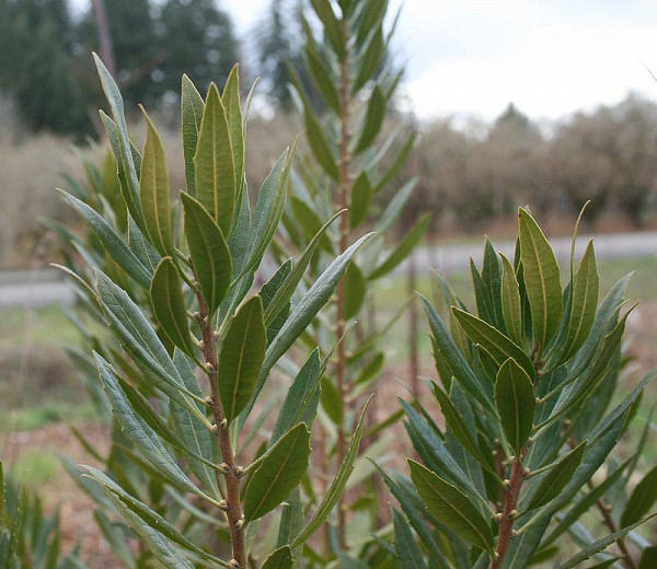 Image of Pacific wax myrtle and Garrya elliptica