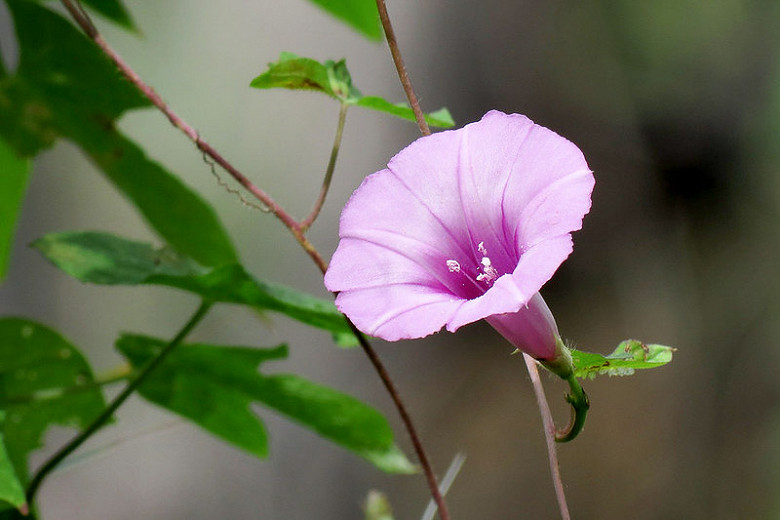 are morning glory plants toxic to dogs cats