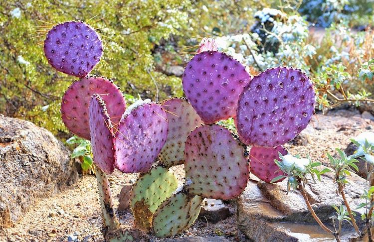 Opuntia Santarita Santa Rita Prickly Pear