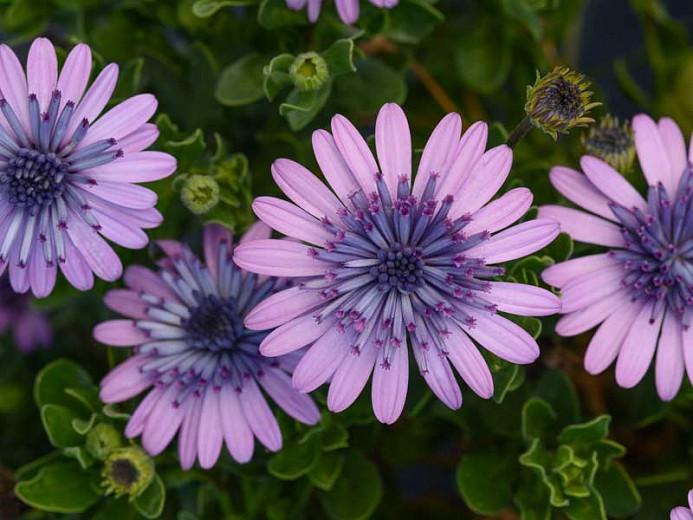 Osteospermum '4D Pink' (African Daisy)