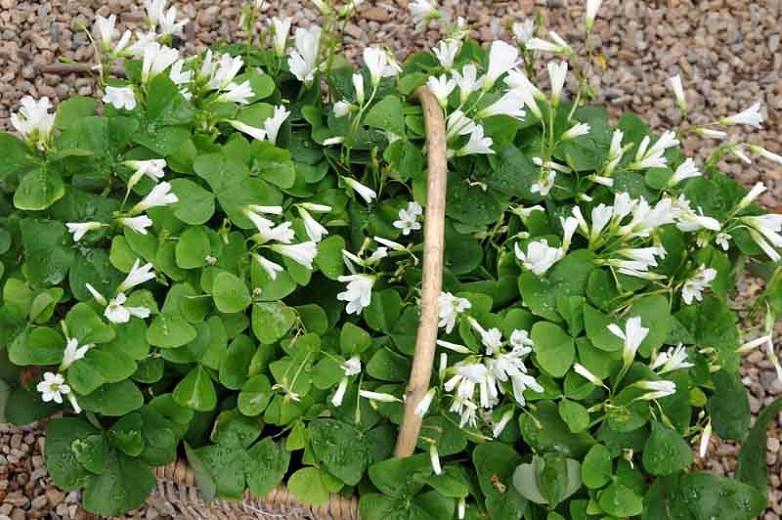 Oxalis Triangularis False Shamrock