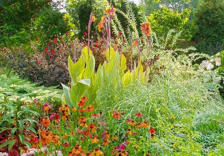 Canna Pretoria Canna Lily