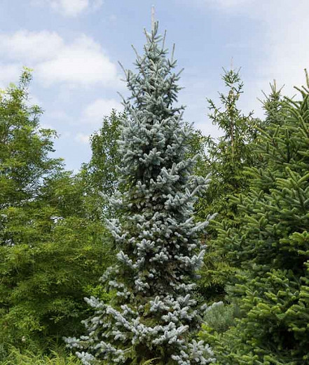 Picea pungens (Colorado Spruce)
