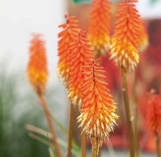 Kniphofia uvaria flamenco