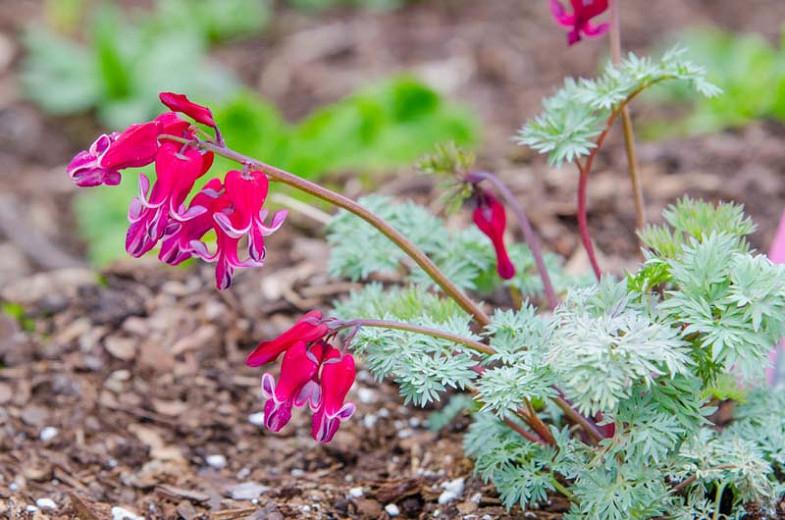 Dicentra Burning Hearts Fern Leaf Bleeding Heart