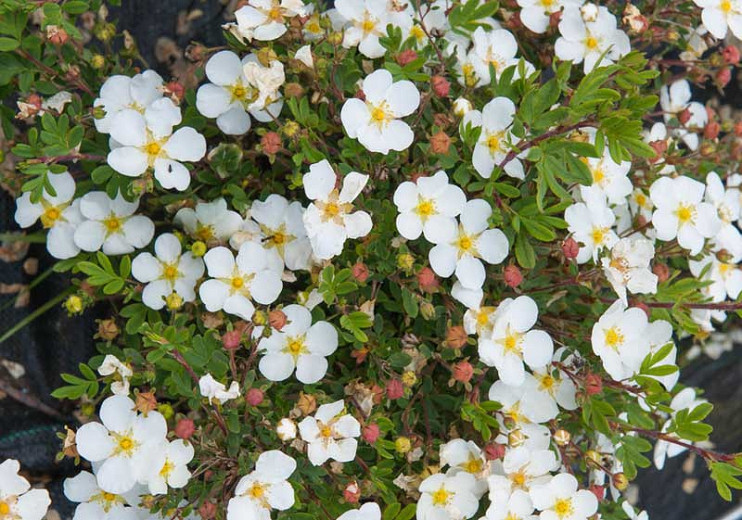 Image of Potentilla fruticosa 'Abbotswood' flower