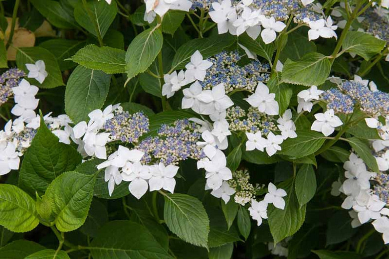 Image of Lacecap hydrangea in a shade of white