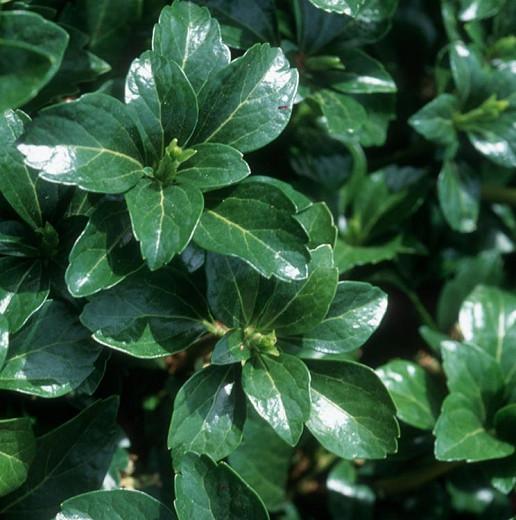 Pachysandra Terminalis Green Sheen Japanese Spurge