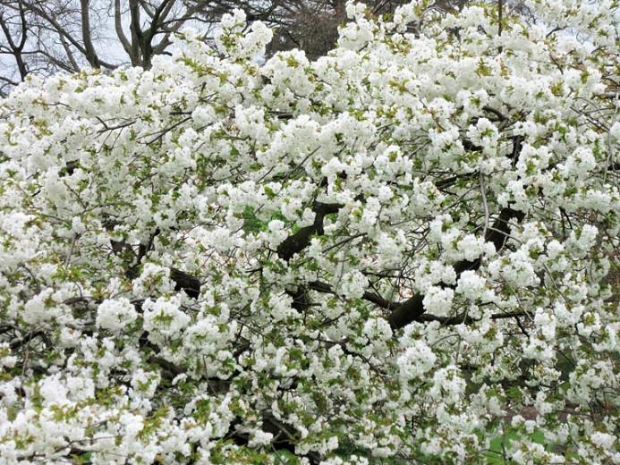 Prunus Shirotae Japanese Flowering Cherry