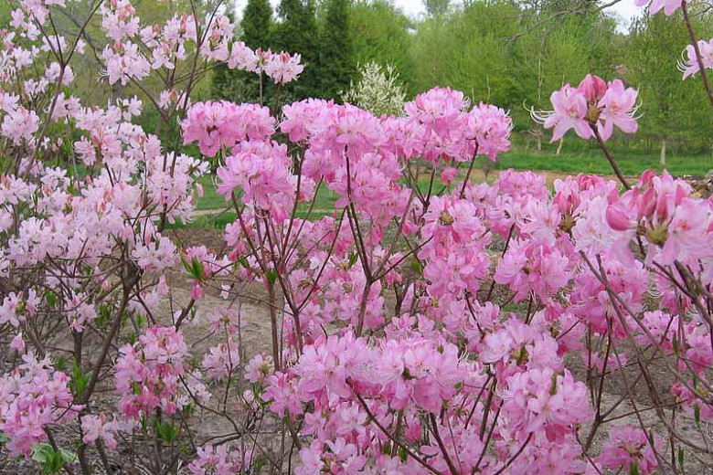 Rhododendron vaseyi (Pink-Shell Azalea)