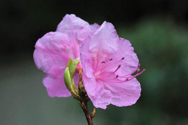Rhododendron Mucronulatum Cornell Pink