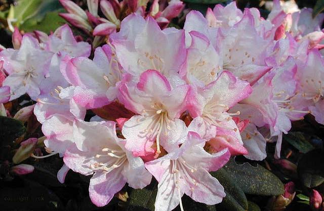 Rhododendron Ginny Gee