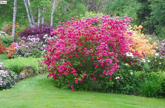 Am besten suchen Rhododendron Luteum Homebush