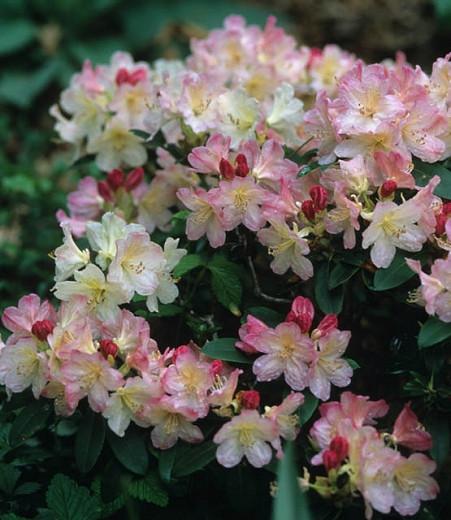 Rhododendron percy wiseman