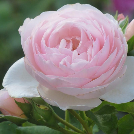 kaping tot nu rol Rosa Queen of Sweden (English Rose)