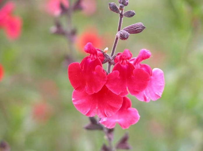 Salvia Microphylla Red Velvet Baby Sage