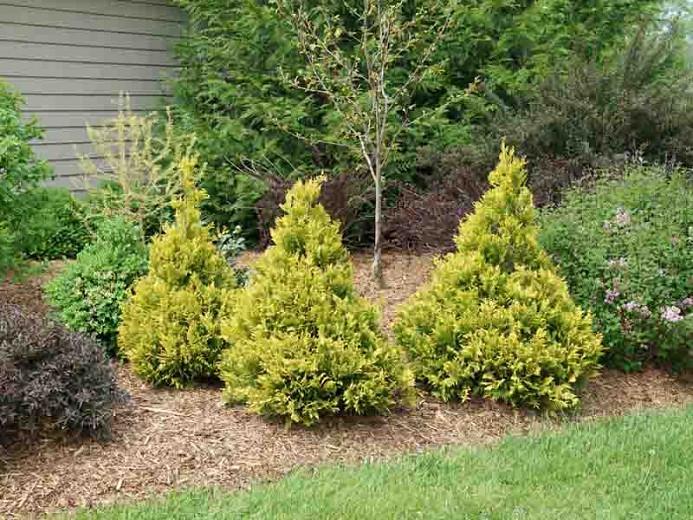 Chamaecyparis pisifera 'Soft Serve Gold' (Sawara Cypress)