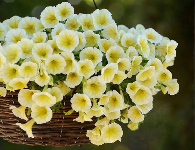 Petunia 'Shock Wave Yellow'