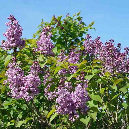 Syringa x hyacinthiflora Scentara® Double Blue (Early Flowering Lilac)