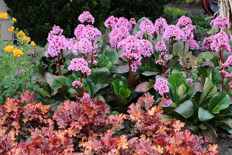 Image of Ajuga bergenia companion plant