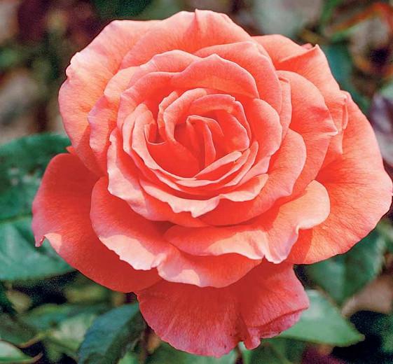 Rosa 'Tropicana' (Hybrid Tea Rose)