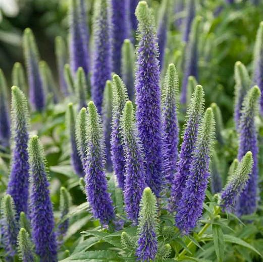 Veronica 'Sunny Border Blue' (Spike Speedwell)