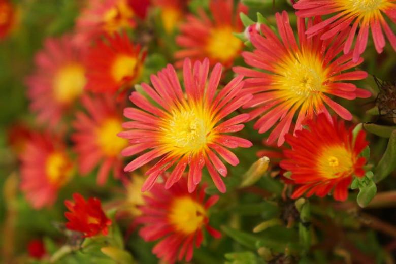 Delosperma Wheels Of Wonder Fire Wonder Ice Plant