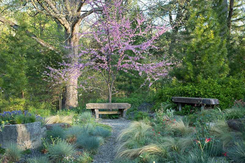 Image of Shrubs companion plant for eastern redbud tree