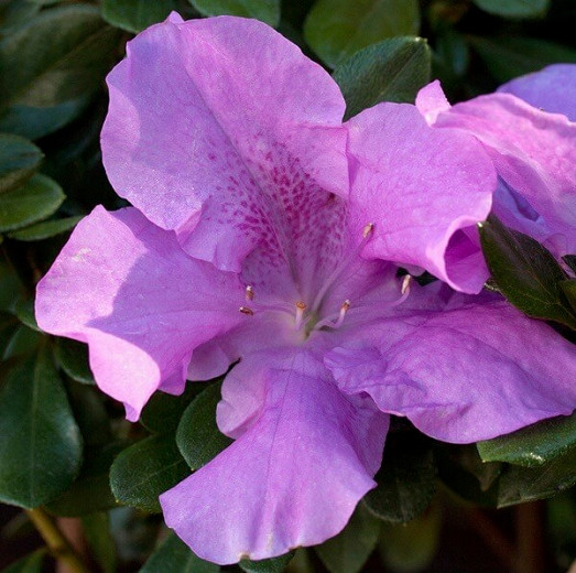 Rhododendron Encore® Autumn Lilac®