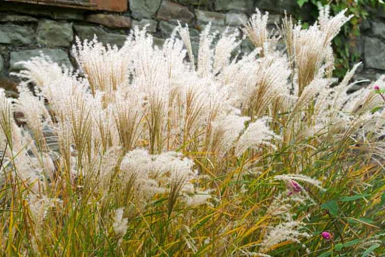 Miscanthus Sinensis Kleine Fontane Chinese Silver Grass