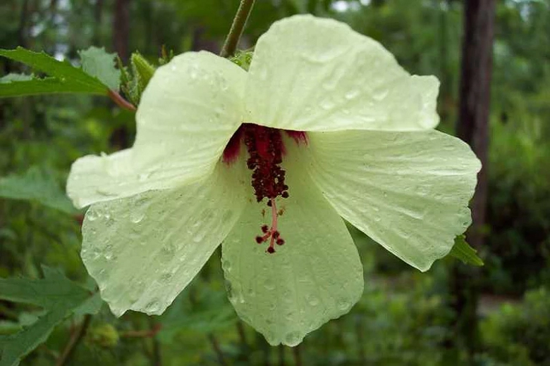 Hibiscus aculeatus (Comfortroot)