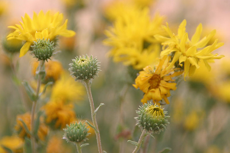 Grindelia camporum (Great Valley Gumweed)