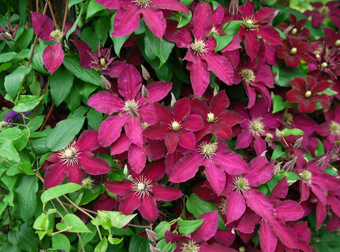 Clematis 'Ernest Markham' (Late Large-Flowered Clematis)