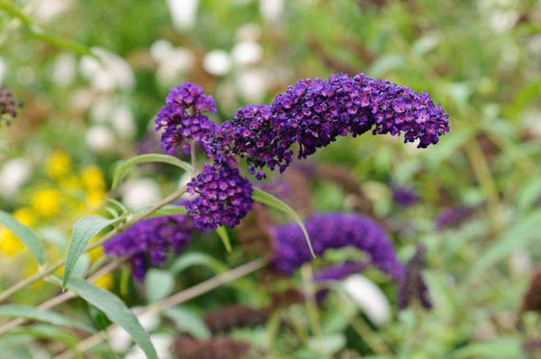 Buddleja davidii 'Black Knight' (Butterfly Bush)